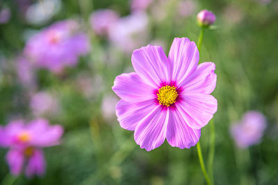 Close-up of pink cosmos flower