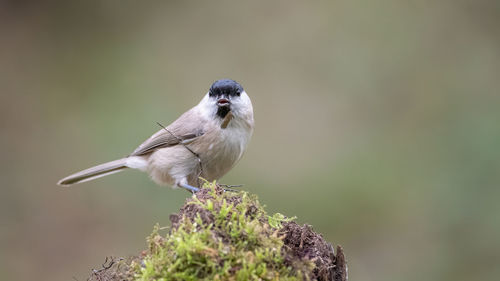 Close-up of bird perching on branch