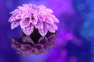 Close-up of pink rose flower