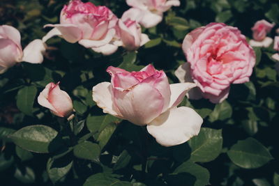 Close-up of pink roses