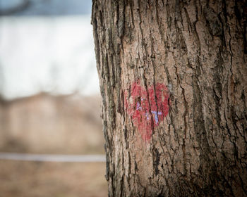 Close-up of heart shape tree trunk