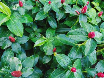 Full frame shot of wet plants