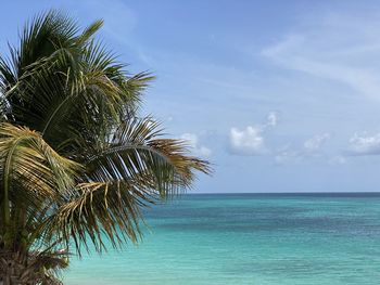 Palm tree by sea against sky