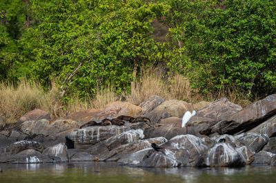 View of birds on rock by lake