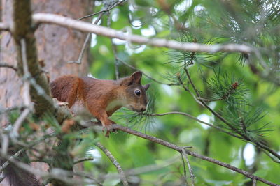 Squirrel on tree