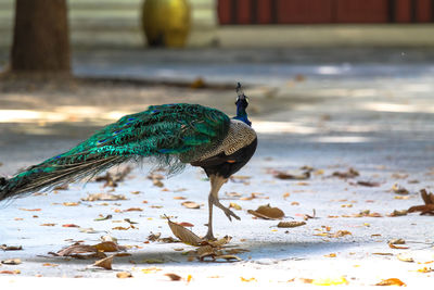 Close-up of peacock