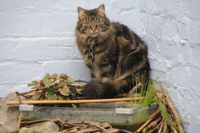 Portrait of a cat sitting on wall