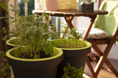Close-up of potted plants on table at home