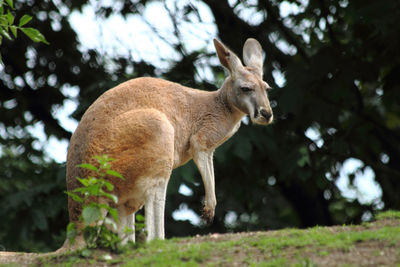 Deer standing on a tree