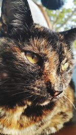 Close-up portrait of a cat