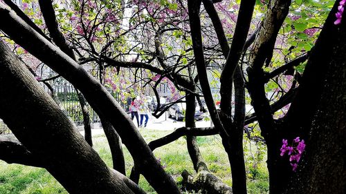 Low angle view of flowering tree