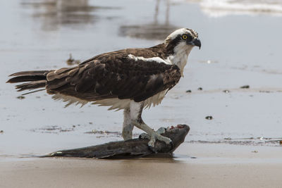 Bird perching on a beach