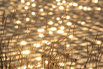 Close-up of plants against sea during sunset