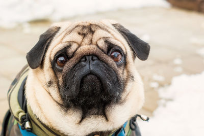 Close-up portrait of a dog