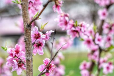 Close-up of pink cherry blossoms