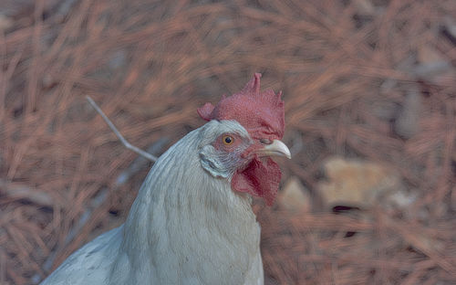 Close-up of a hen