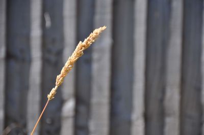 Close-up of plant against blurred background