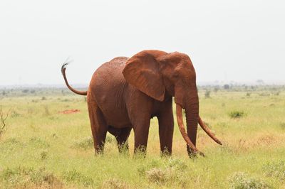 Elephant in a field