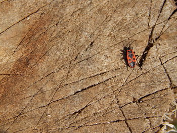 Close-up of ladybug on ground