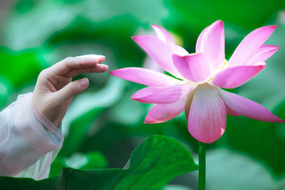 Close-up of hand holding flowers