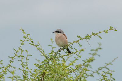 Low angle view of bird perching on plant against sky