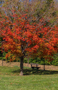 Trees in park during autumn