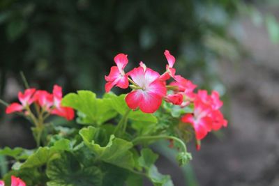 Close-up of pink flowers