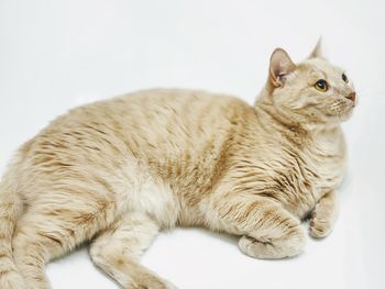 Close-up of a cat over white background