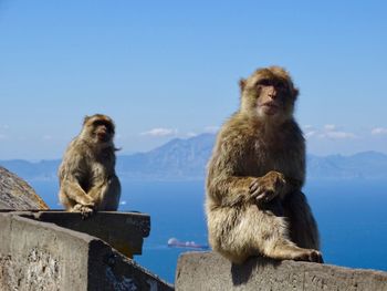 Apes at the top of the rock of gibraltar