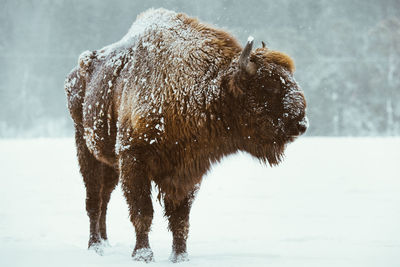 Bison standing on snow covered land during winter