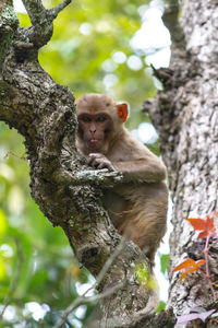 Monkey sitting on tree trunk