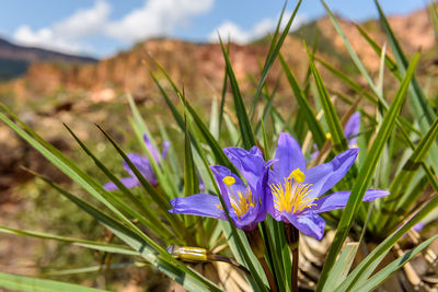 Close-up of blue crocus blooming outdoors