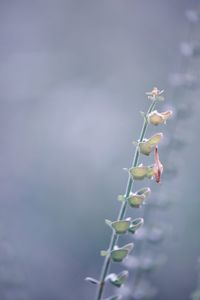 Close-up of flowering plant against blurred background