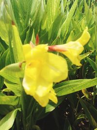 Close-up of yellow flowers