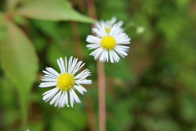 Close-up of white daisy flower