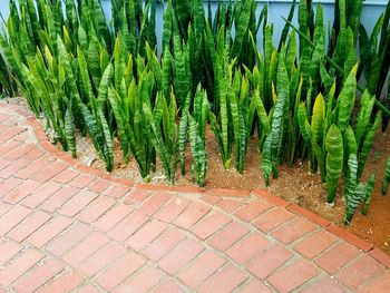 High angle view of succulent plants growing on field