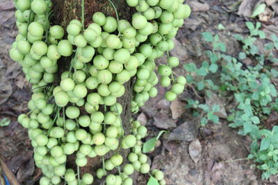 Close-up of grapes growing in vineyard