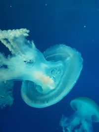 Close-up of jellyfish swimming in sea