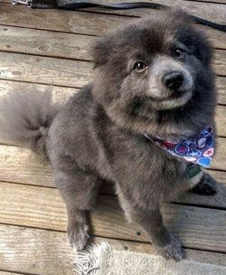 Portrait of puppy sitting on wood