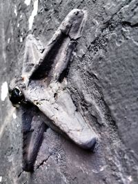 Close-up of dead animal