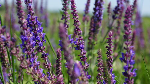 Close-up of purple flowering plant in field