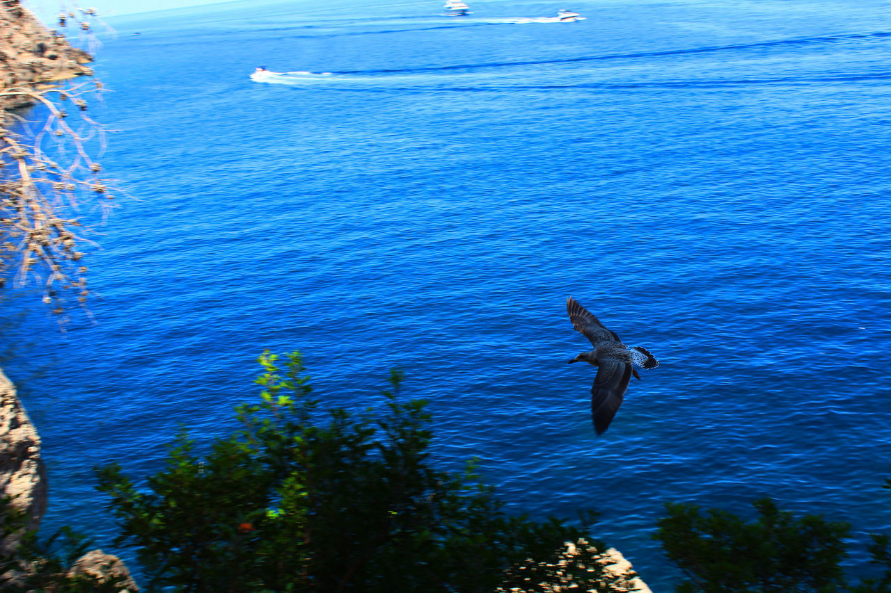 HIGH ANGLE VIEW OF BIRD FLYING OVER CALM SEA