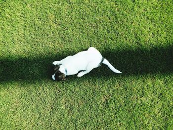 High angle view of dog on field