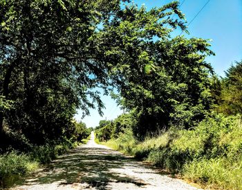 Footpath amidst trees in forest against sky