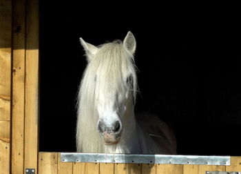 Portrait of white horse in stable