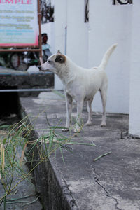 Dog standing outdoors