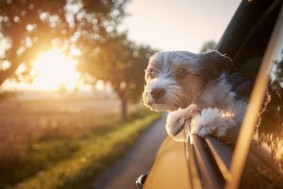 Happy lap dog looking out of car window. cute terrier enjoying road trip at sunny summer day.