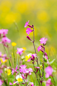 Close-up of butterfly pollinating on pink flower