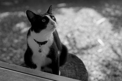 Close-up of cat looking away