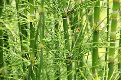 Full frame shot of bamboo plants